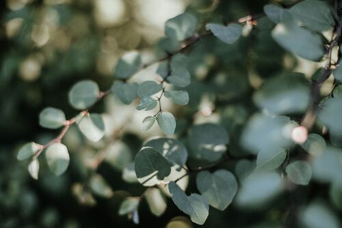 Psychotherapy Growth